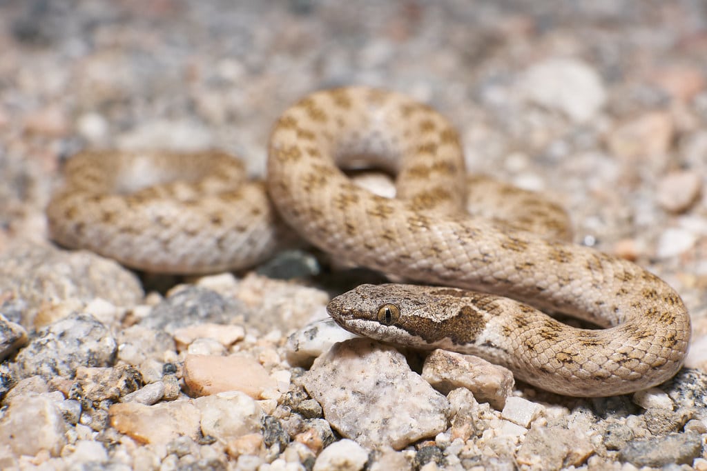 Desert Nightsnake