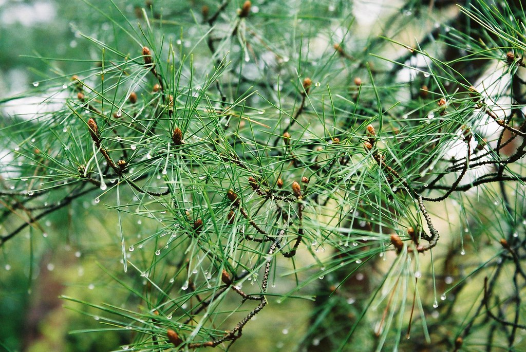 Dewy pine