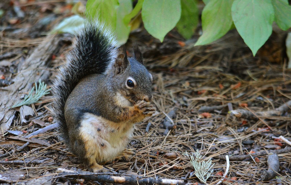 Douglas Squirrel