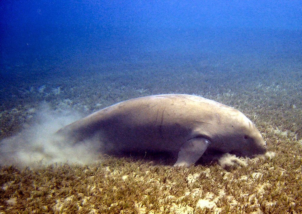 Dugong