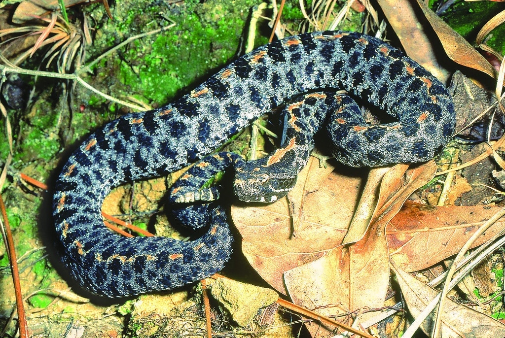 Dusky Pygmy Rattlesnake - types of snakes in mississippi