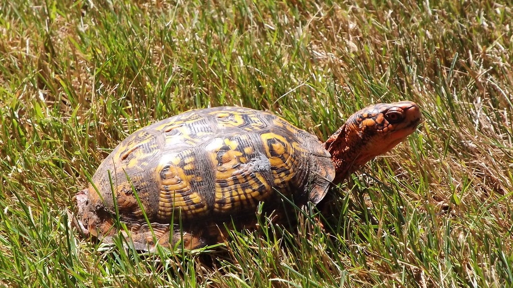 Eastern Box Turtle 