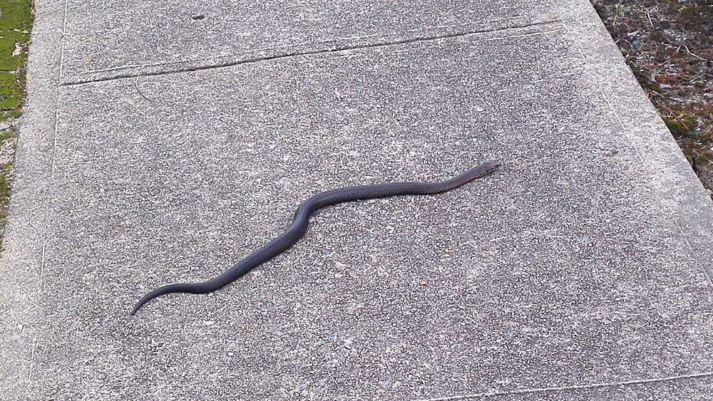 Eastern Brown Snake - Poisonous Animals in Australia 