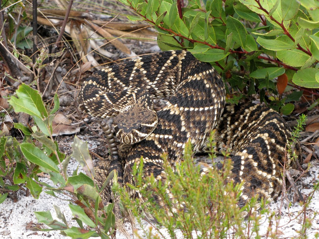 Eastern Diamondback Rattlesnake - Types of Snakes in Georgia