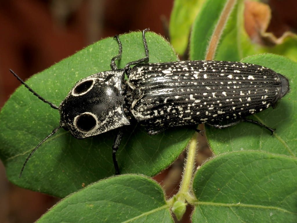 Eastern Eyed Click Beetle