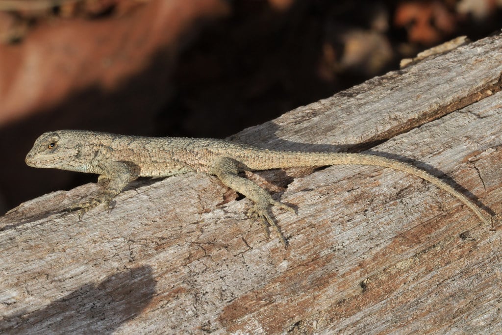 Eastern Fence Lizard