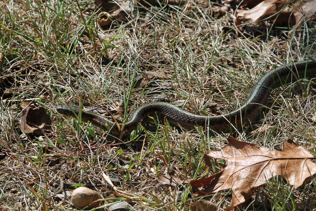 Eastern Garter Snake