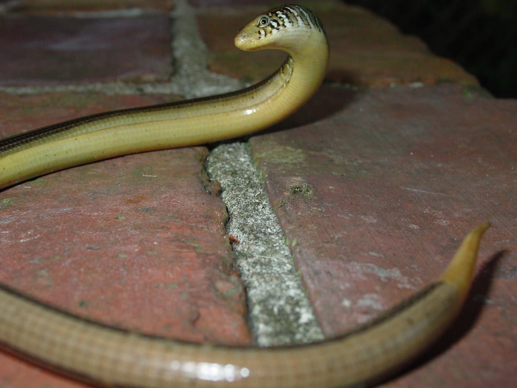 Eastern Glass Lizard