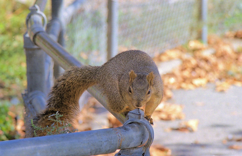 Eastern Grey Squirrel