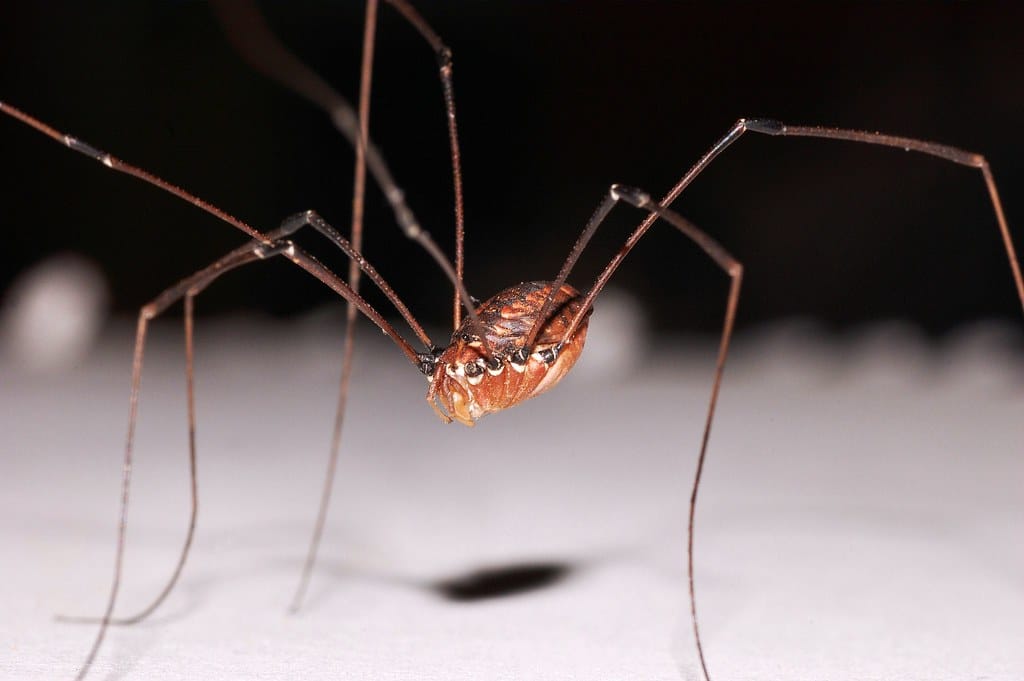 Eastern Harvestmen
