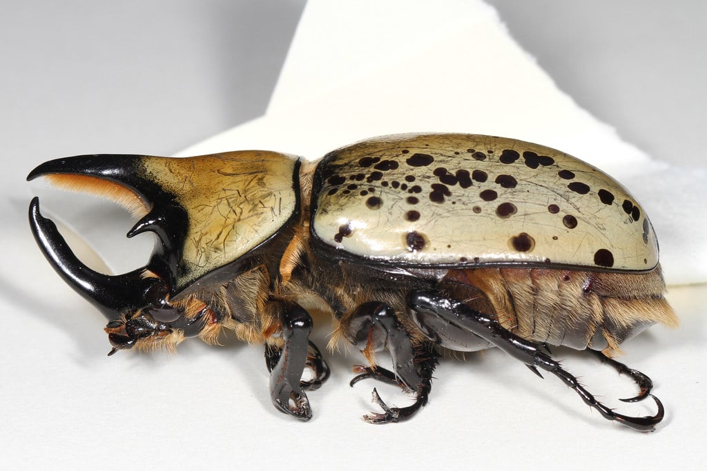Eastern Hercules Beetle - Insects That Start With E 