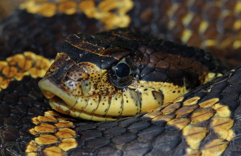 Eastern Hog-nosed Snake