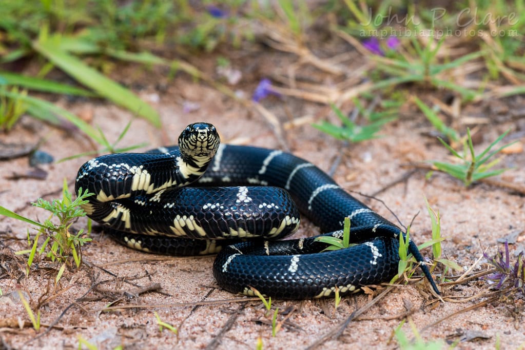 Eastern Kingsnake - Types of Snakes in Delaware