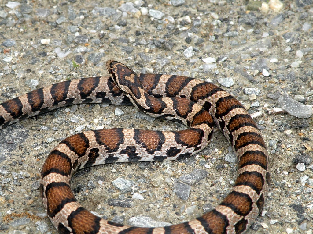 Eastern Milk Snake