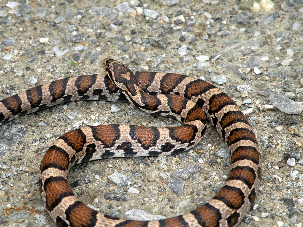 Eastern Milk Snake