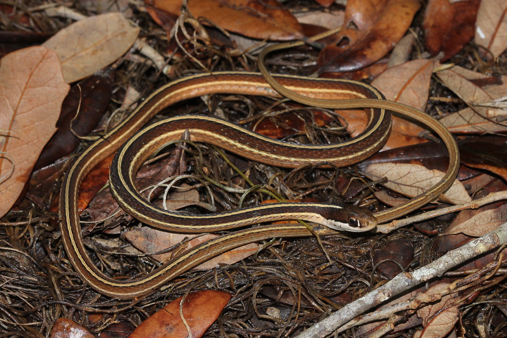 Eastern Ribbonsnake
