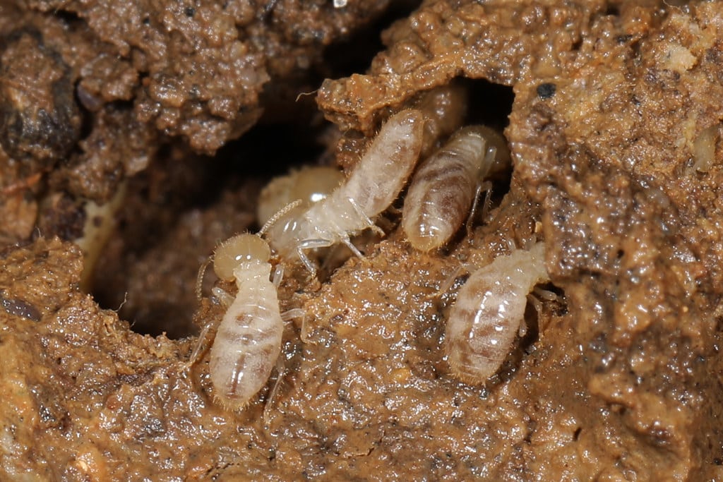 Eastern Subterranean Termites