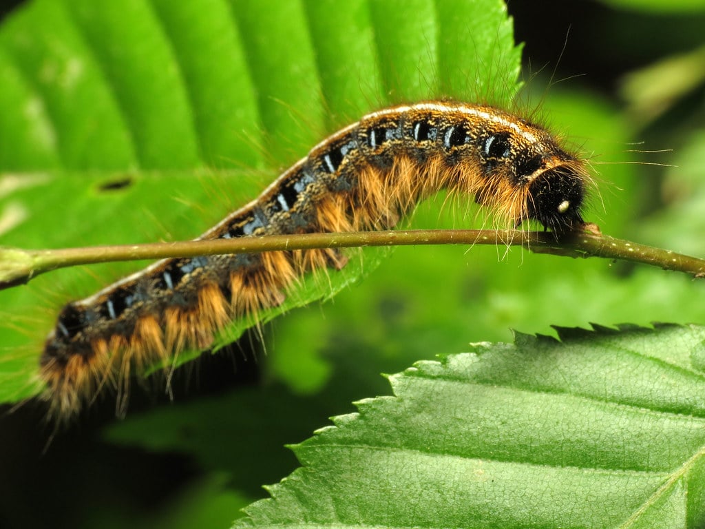 Eastern Tent Caterpillars - Insects That Start With E