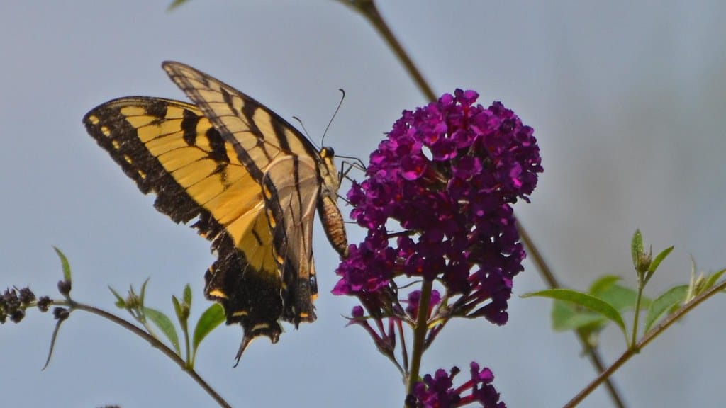 Eastern Tiger Swallowtail - Insects That Start With E