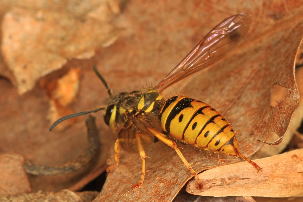 Eastern Yellowjackets