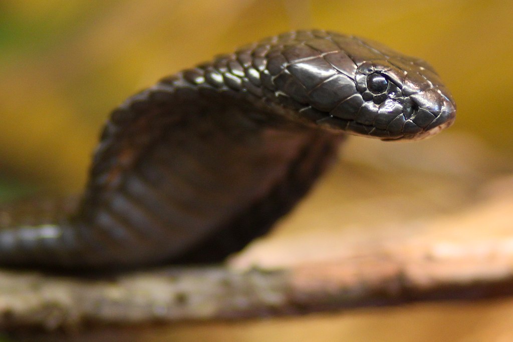 Egyptian Cobra
