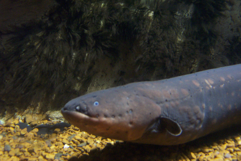 Electric Eel