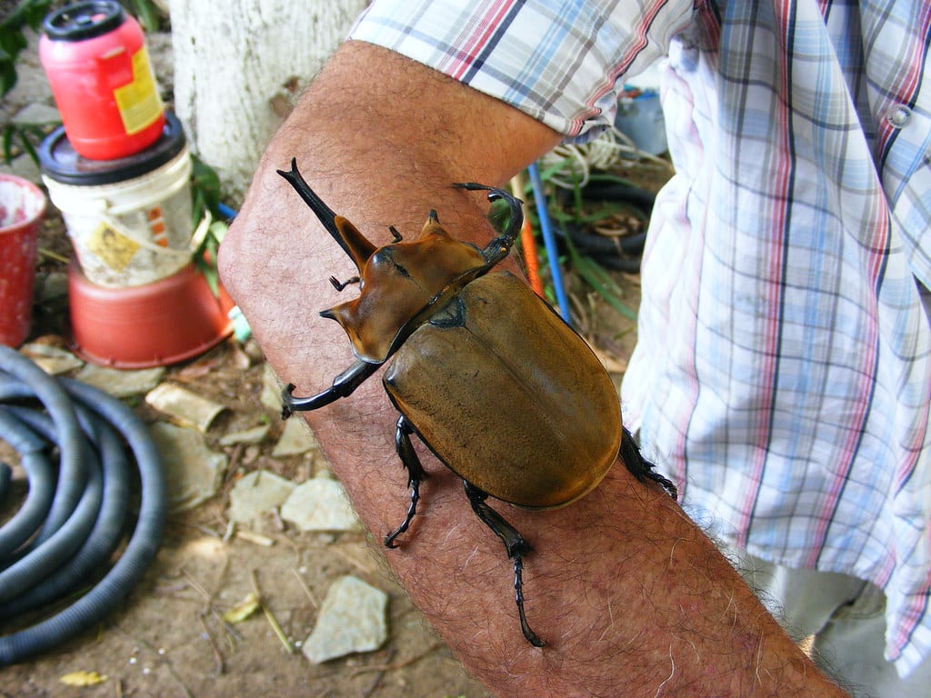 Elephant Beetle