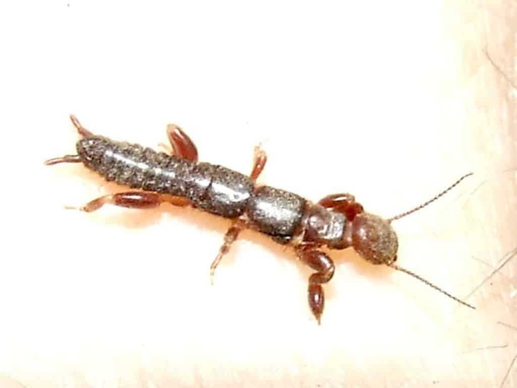Embioptera