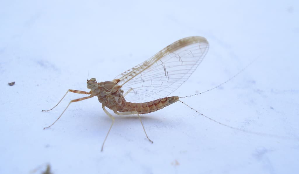 Ephemeroptera