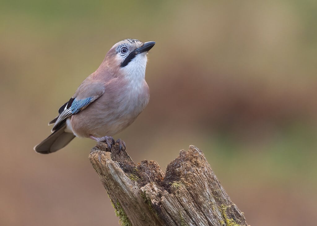 Eurasian Jay