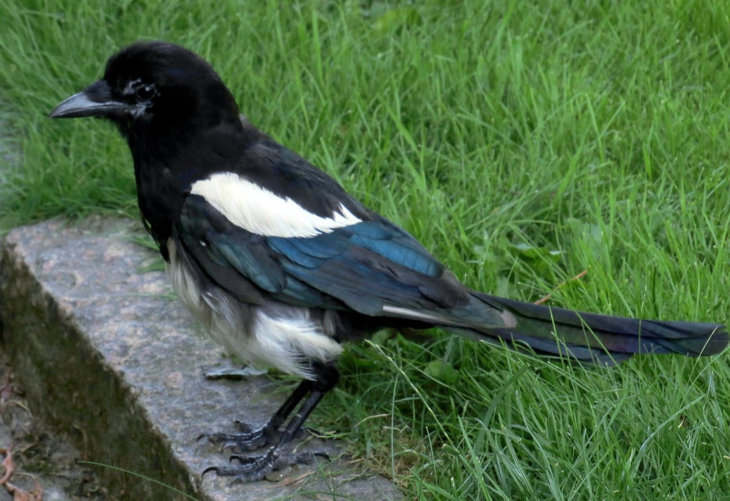 Eurasian Magpie