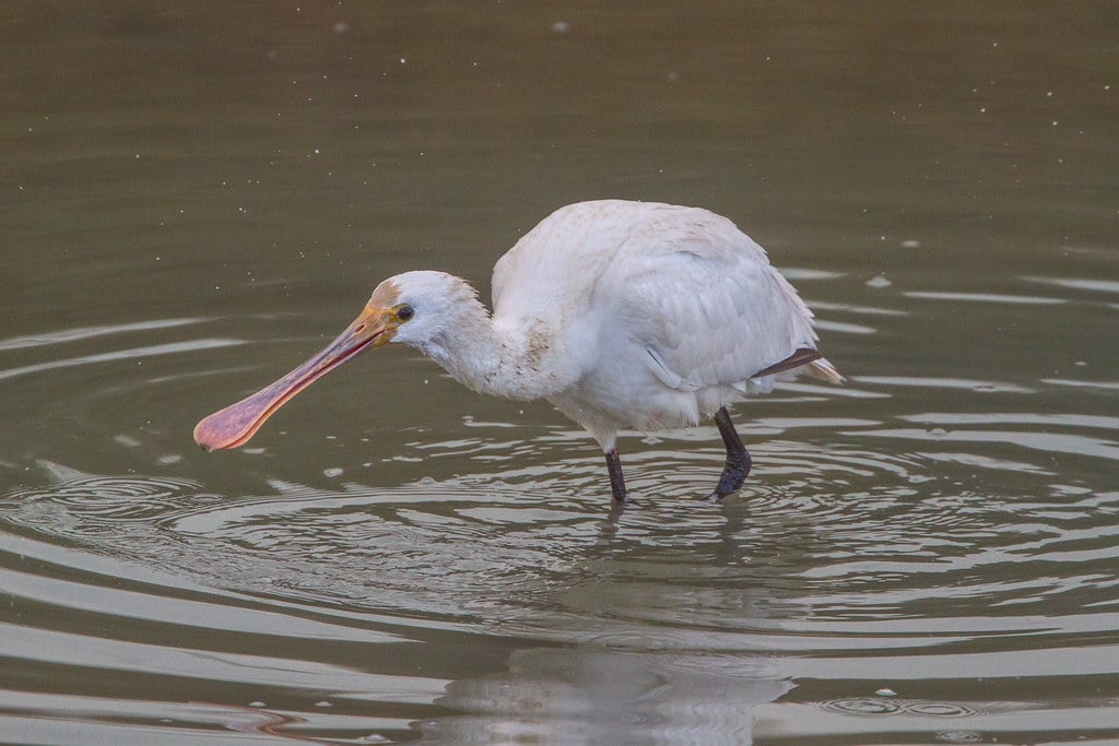 Eurasian Spoonbill