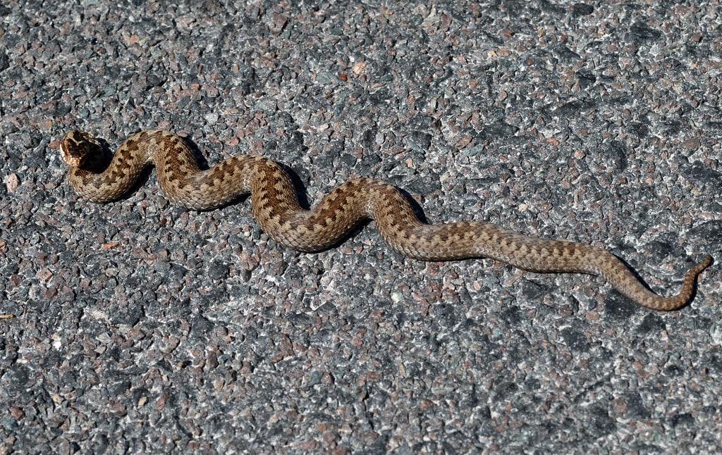 European Adder