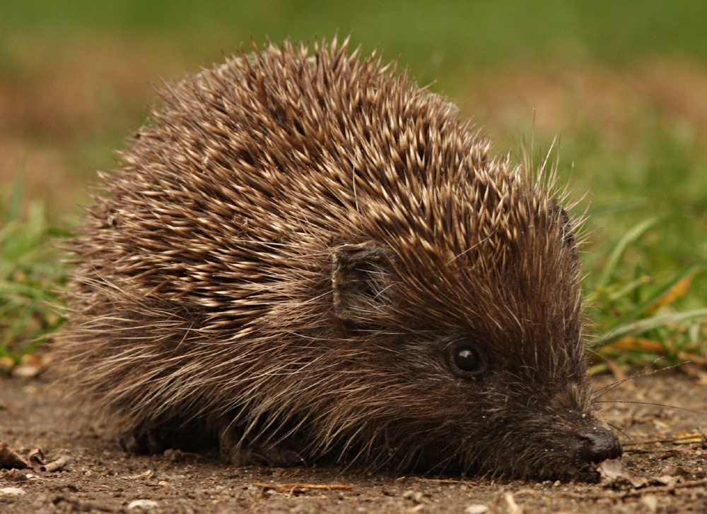 European Hedgehogs - animals with red eyes