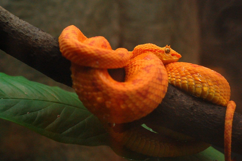 Eyelash Viper