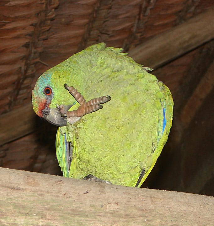 Festive Amazon parrot