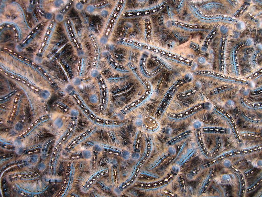 Forest Tent Caterpillar - types of caterpillars in colorado