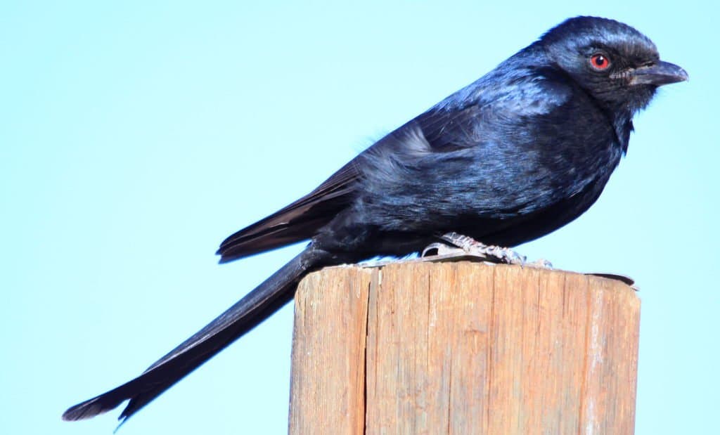 Fork-Tailed Drongo