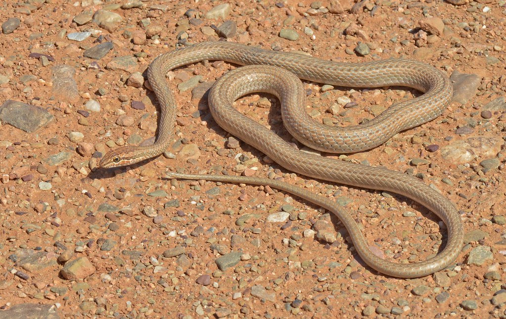 Forskal Sand Snake