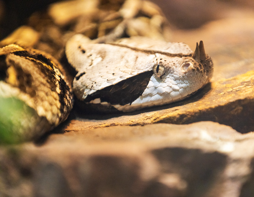 Gaboon Viper