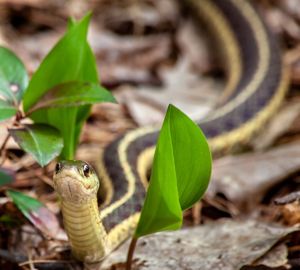 Garter Snake