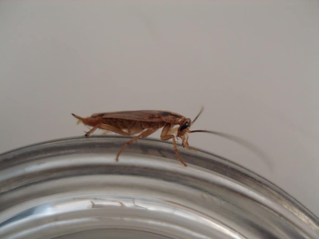 German Cockroach