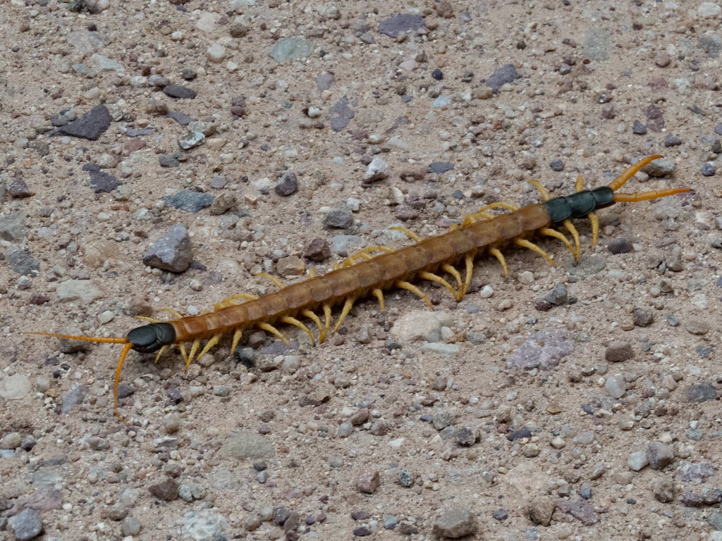 Giant Centipede 