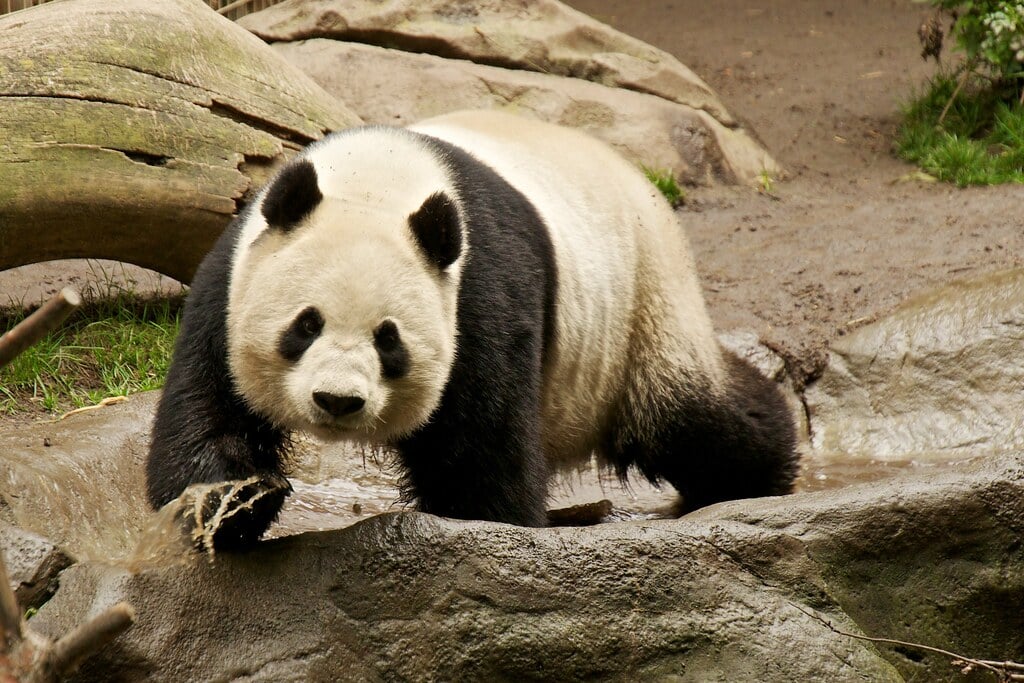 Giant Panda