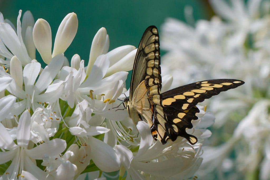 Giant Swallowtail