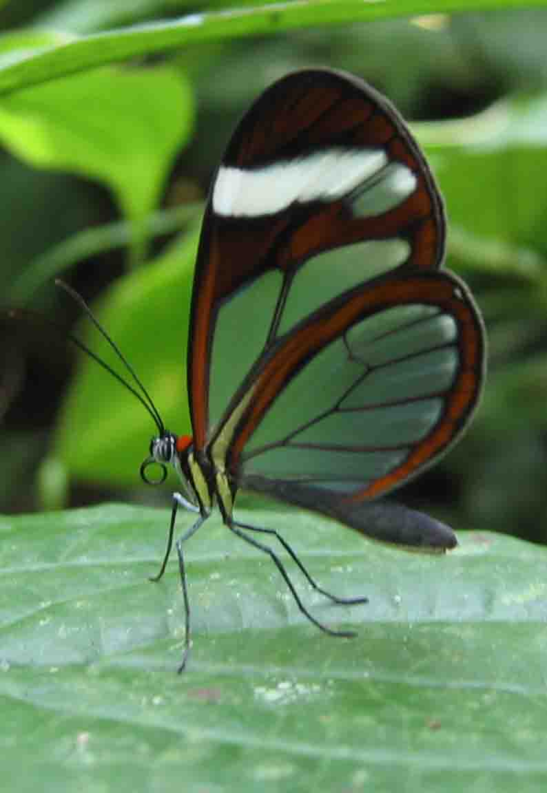 Glasswing Butterfly