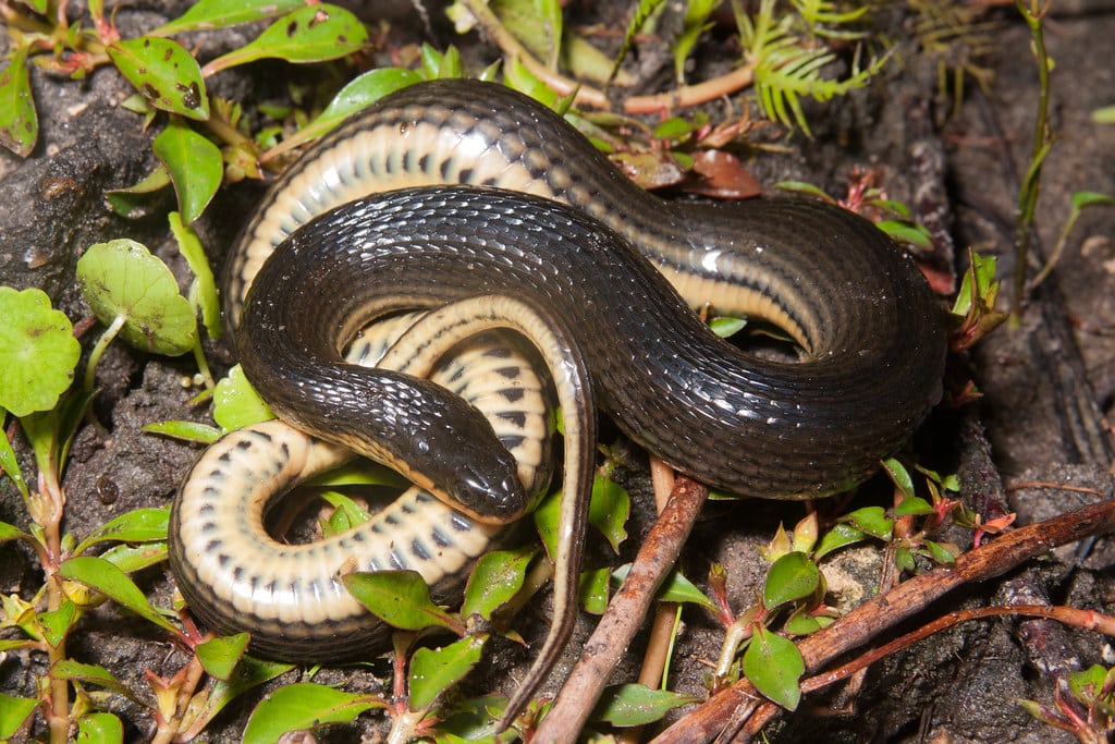 Glossy Swamp Snake - types of snakes in mississippi