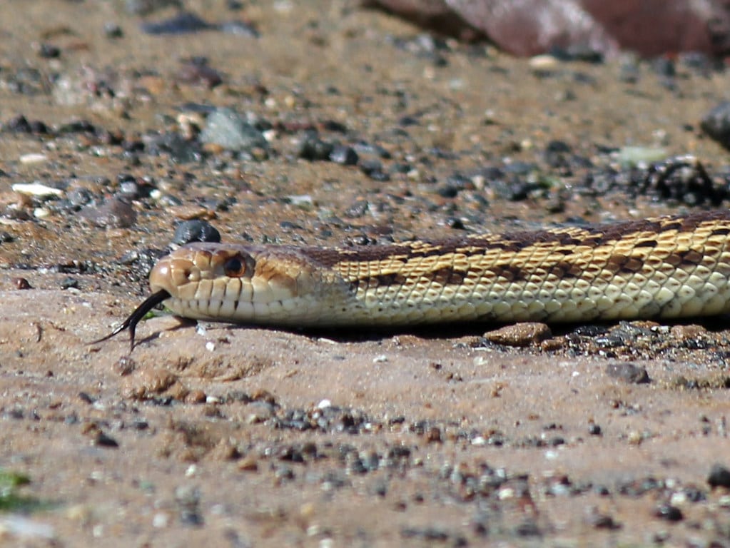 Gopher Snakes - Types of Snakes in Idaho
