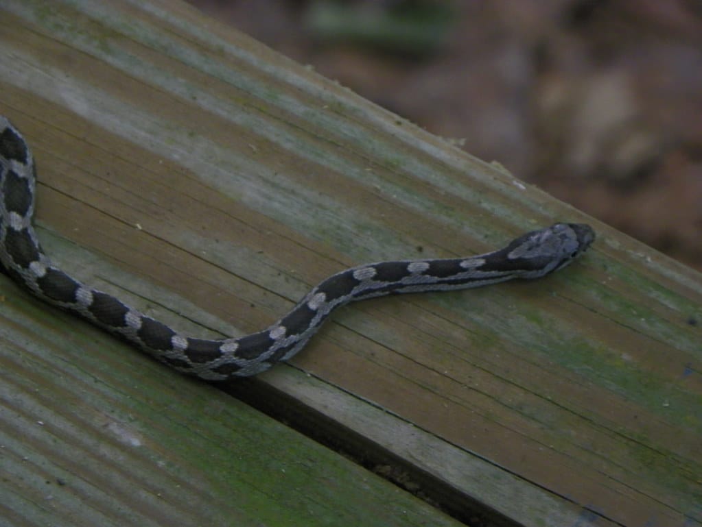 Gray Rat Snake