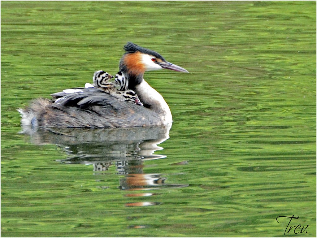 Great Crested Grebe